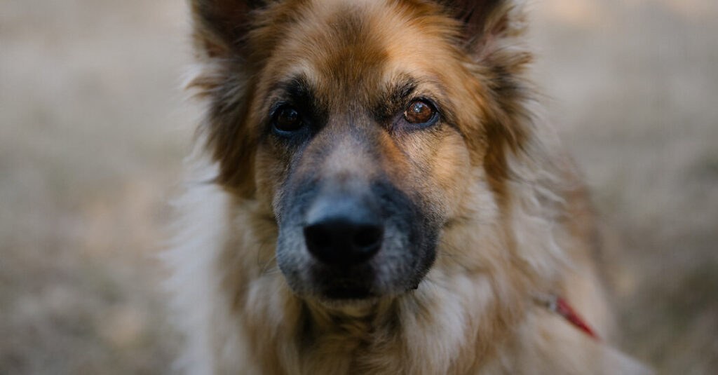 Could Longevity Drugs for Dogs Extend Your Pet’s Life? Could Longevity Drugs for Dogs Extend Your Pet’s Life?