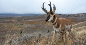 Opinion | This Tiny Parcel of Paradise May very well be Devoured