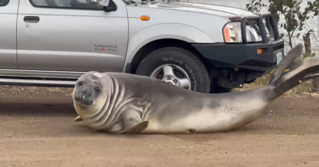 Tasmania Falls for Neil the Seal, a 1,000 Pound Seaside Bum