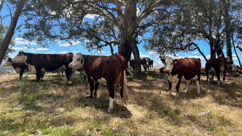 Australia says China has lifted restrictions on meat imports from 3 abattoirs