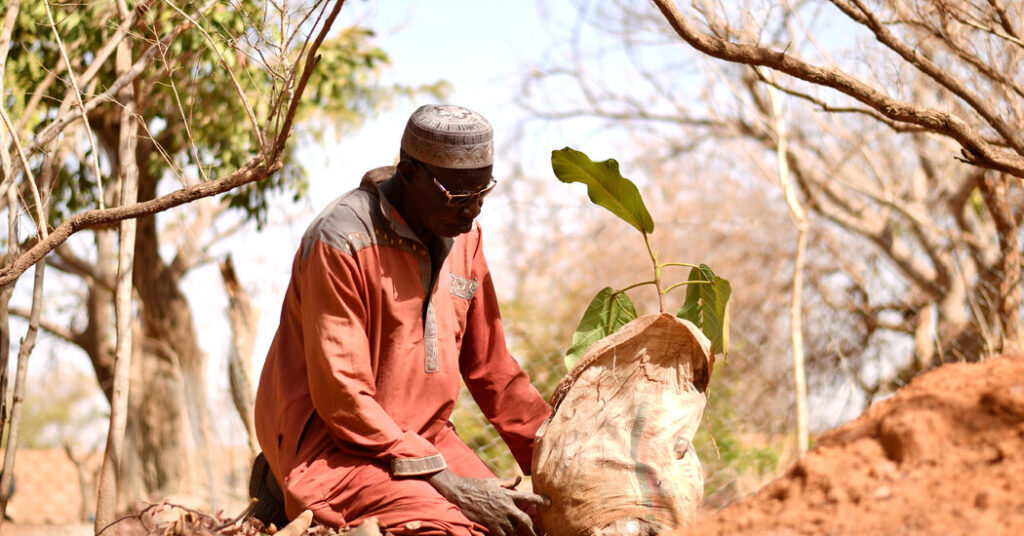 Yacouba Sawadogo, African Farmer Who Held Again the Desert, Dies at 77