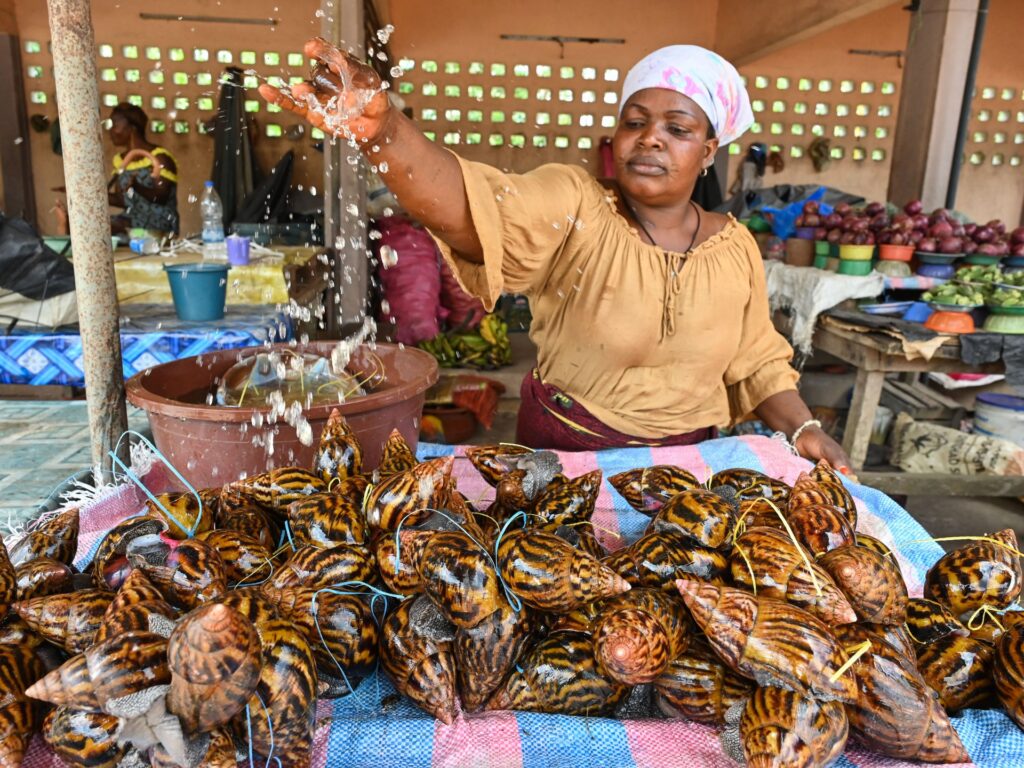 Working at a giant snail’s pace a boon for Ivorian farmers | Business and Economy