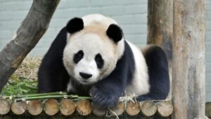 Hard to bear: UK’s only pandas return to China