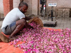 Odor that: The rise of India’s ittar trade | Enterprise and Financial system