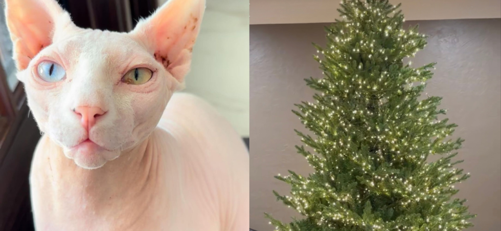 Nudacris Vs. The Christmas Tree!