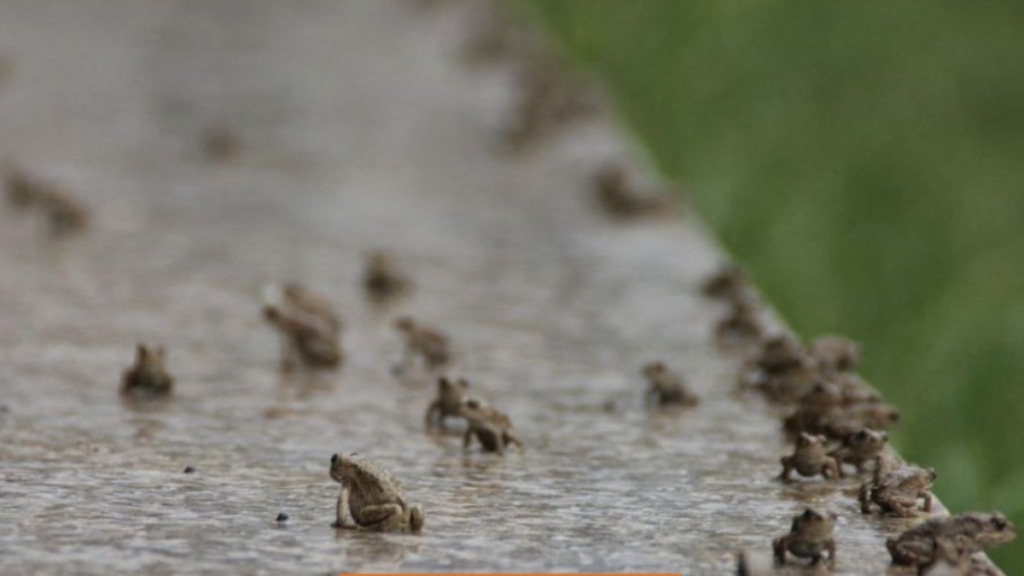 A Signal? Multi-Automobile Pileup Due To ‘Biblical’ Plague Of Toads And Frogs