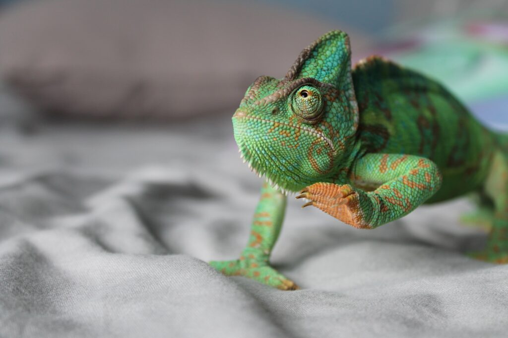 From Lizards to Crocodiles: The Completely different Forms of Massive Reptile Pets