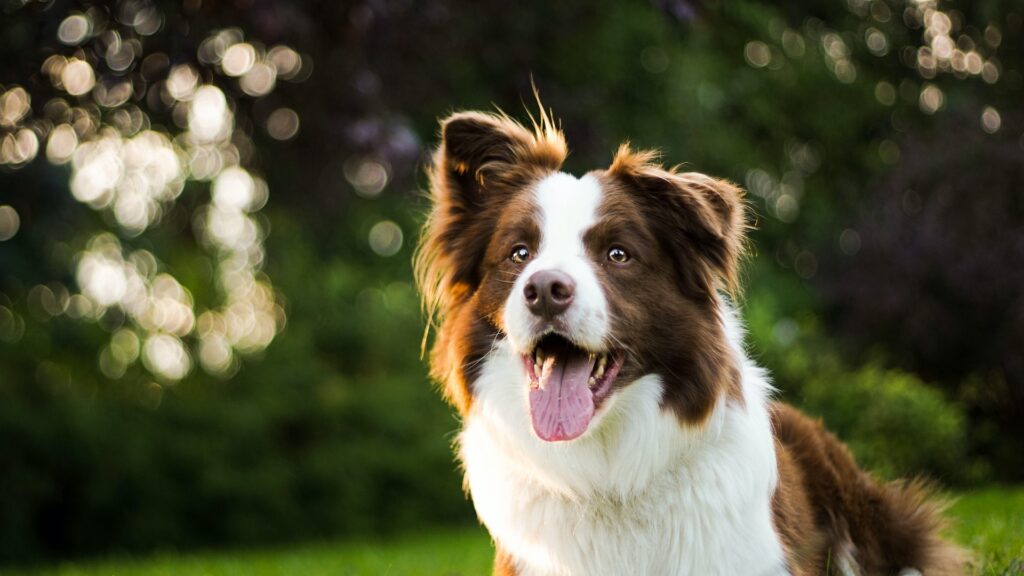 5 Things To Do With Your Dog When Visiting The Smokies