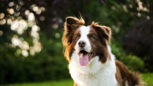 5 Things To Do With Your Dog When Visiting The Smokies