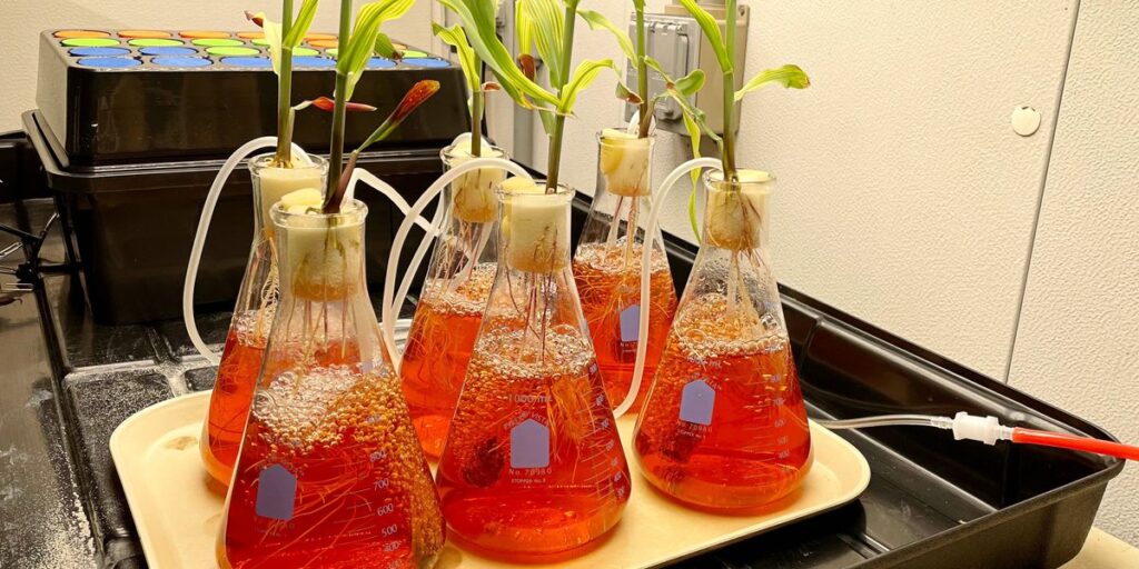 Stress Displays for Crops Can Spot Dehydration