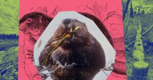 Spying on Beavers From House Might Assist Save California