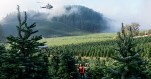 The Poisonous Fact About Your Christmas Tree