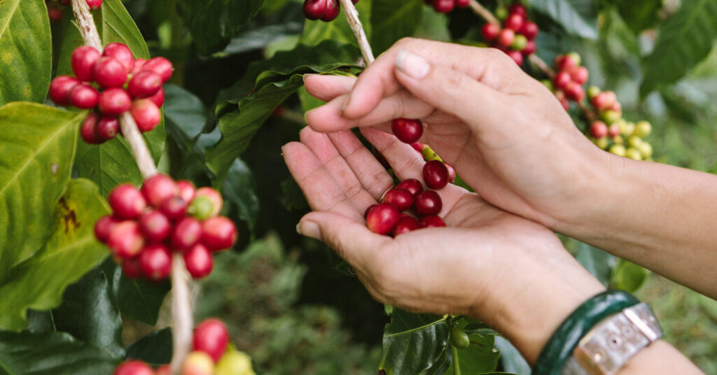 Kona Espresso Lawsuit: How Science Helped Farmers Search for Counterfeit Beans