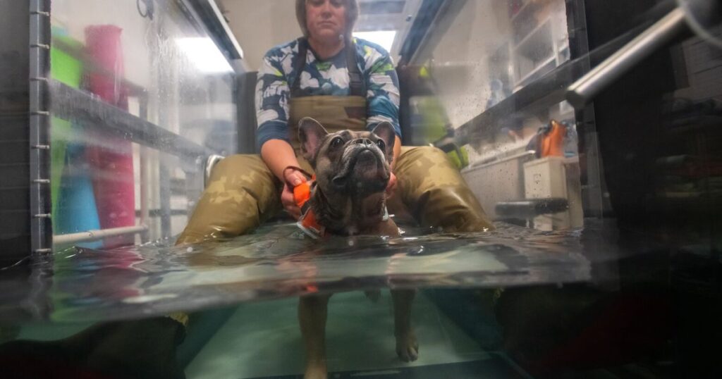 For the well being of animals and other people, develop WSU veterinary college