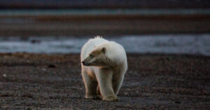 First Case of Deadly Fowl Flu in Polar Bears Reported in Alaska