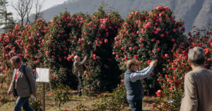 Italian City Hitches Its Wagon to Crops That Bloom (Even in Winter)
