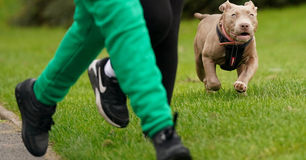 Scotland, Becoming a member of England and Wales, Will Limit Bully XL Canines
