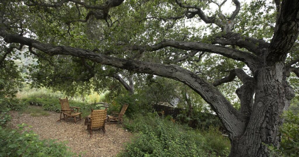 Plant a local backyard to see actual California wildlife at house