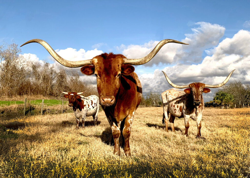 What’s Texas Recognized For? 47 Issues TX is Well-known For