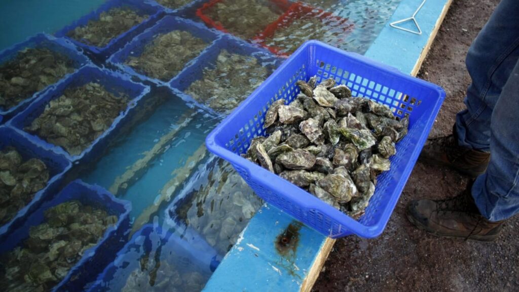French oyster gross sales clam up as contamination scare spreads