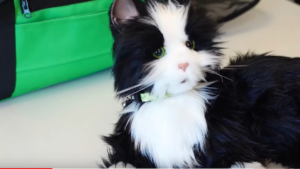 The place’s the most effective place to discover a robotic cat? The library, in fact