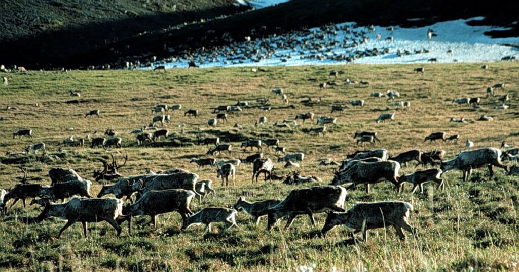 Defending Alaska’s wilderness — and our Indigenous lifestyle — is important to a inexperienced future
