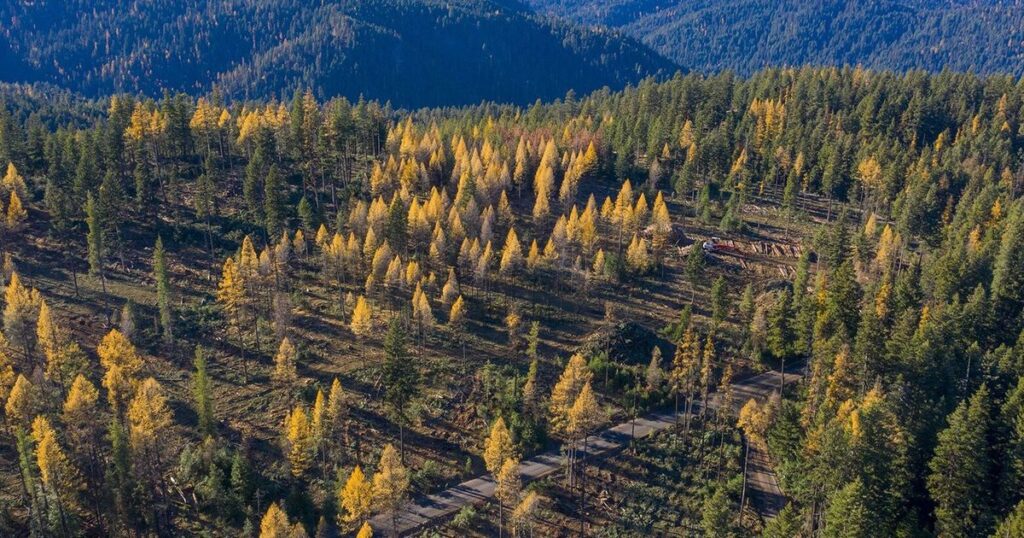 Prescribed fireplace, not wildfire, is important to the well being of our forests