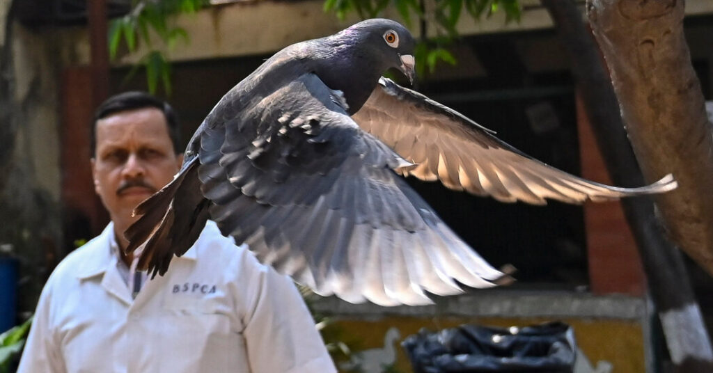 Pigeon Collared as a Attainable Chinese language Spy Is Freed After 8 Months