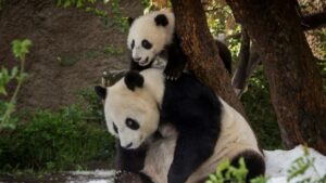 China plans to ship extra pandas to US zoo