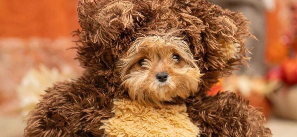 The Pet Bowl’s Smallest Competitor’s Mother Breaks Silence After Her Demise The Pet Bowl’s Smallest Competitor’s Mother Breaks Silence After Her Demise