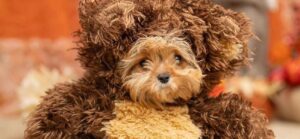 The Pet Bowl’s Smallest Competitor’s Mother Breaks Silence After Her Demise