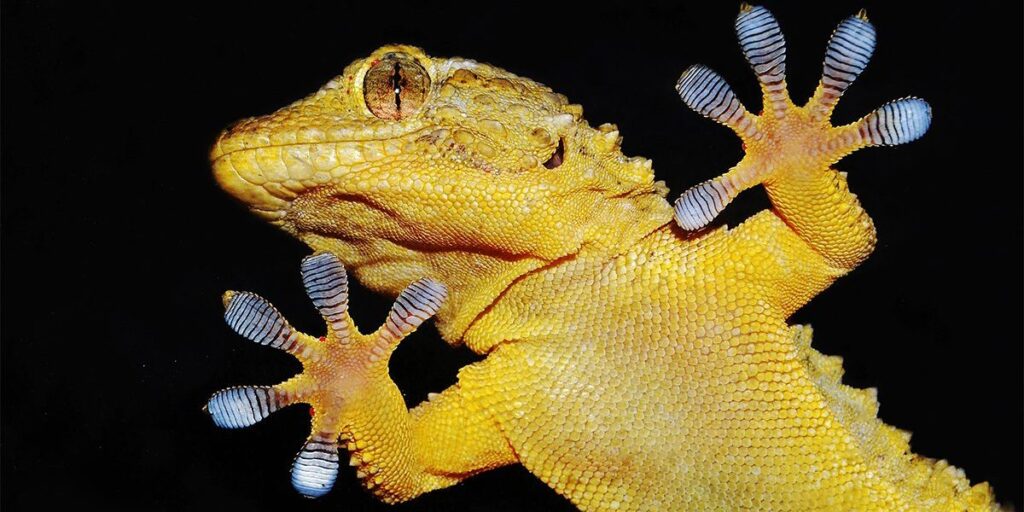 Robotic Tongue Licks Gecko Gripper Clear Robotic Tongue Licks Gecko Gripper Clear