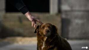 Guinness World Information annuls ‘oldest canine ever’ title for Bobi after an inquiry