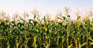 Farming Prioritizes Cows and Vehicles—Not Folks