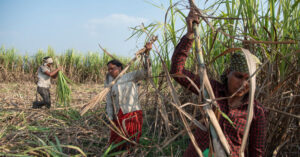 Sugar in India, Fueled by Baby Marriage and Hysterectomies