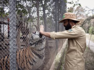 Saving Baboo the infant tiger: Inside Pakistan’s zoo-turned-rescue centre | Wildlife
