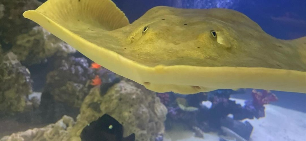 ‘Surprising Medical’ Information About Charlotte The Stingray Revealed