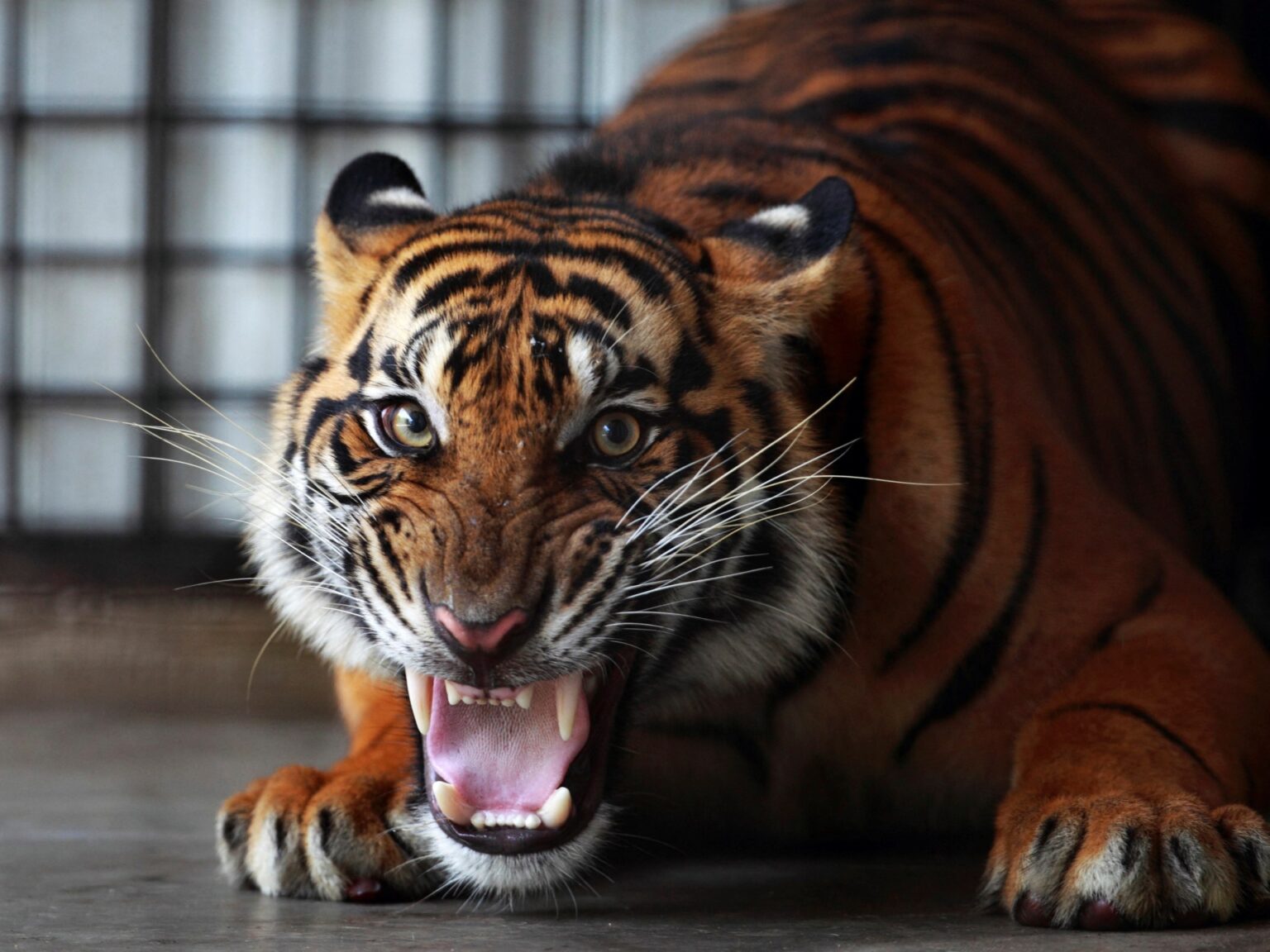 Indonesia hunts ‘extinct’ Javan tiger | Wildlife Information
