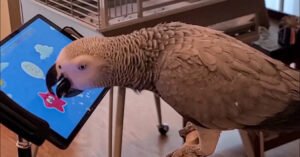 These Cellular Video games are For the Birds