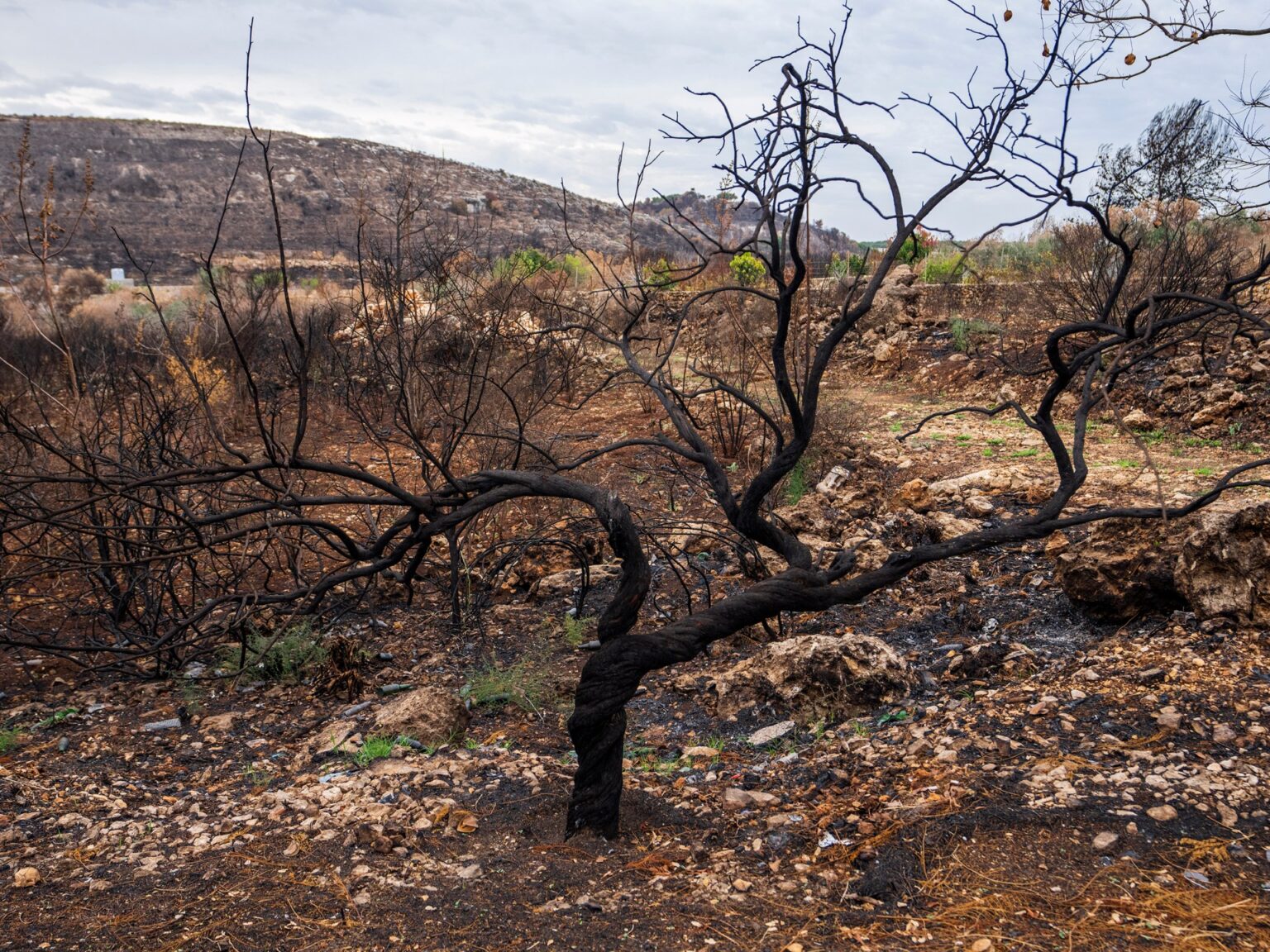 Israel’s poisonous legacy: Bombing southern Lebanon with white phosphorus | Crimes Towards Humanity Israel’s poisonous legacy: Bombing southern Lebanon with white phosphorus | Crimes Towards Humanity