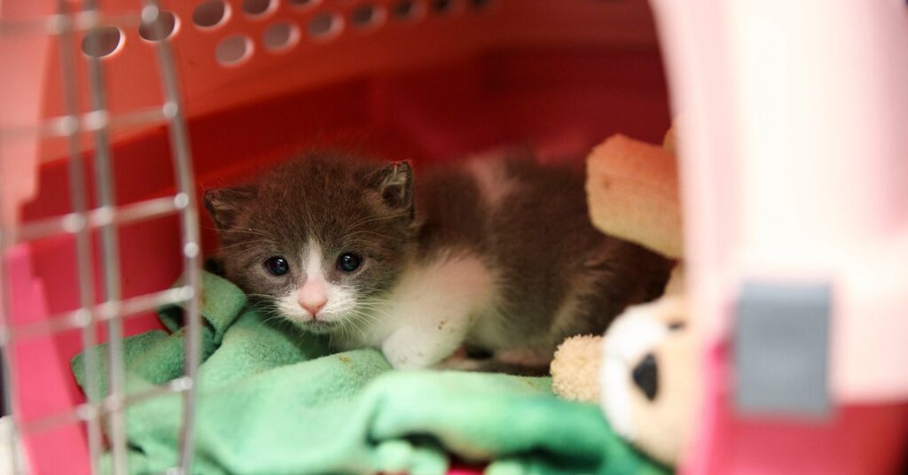 The US Is About to Drown in a Sea of Kittens