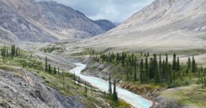 Much less Sea Ice Means Extra Arctic Timber—Which Means Bother