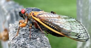 The Earth Will Feast on Useless Cicadas