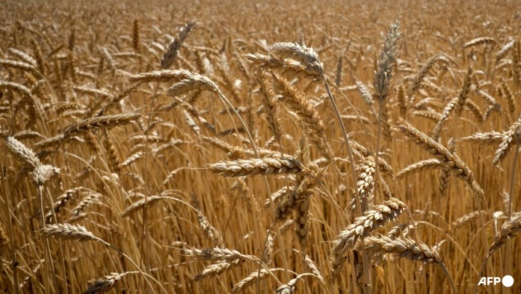 EU eyes tariffs to ‘choke off’ Russian grain gross sales