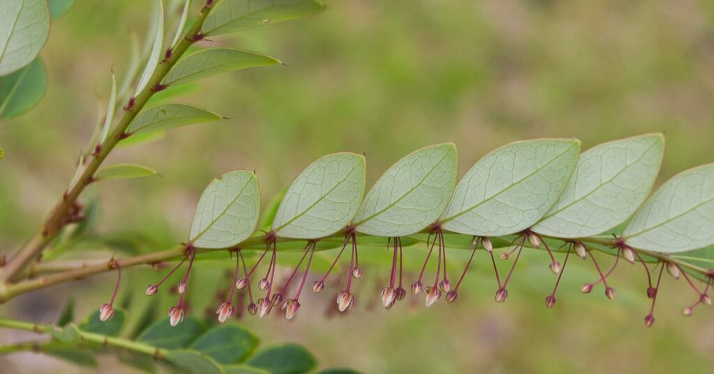 The Feds Are Attempting to Get Vegetation to Mine Metallic By means of Their Roots