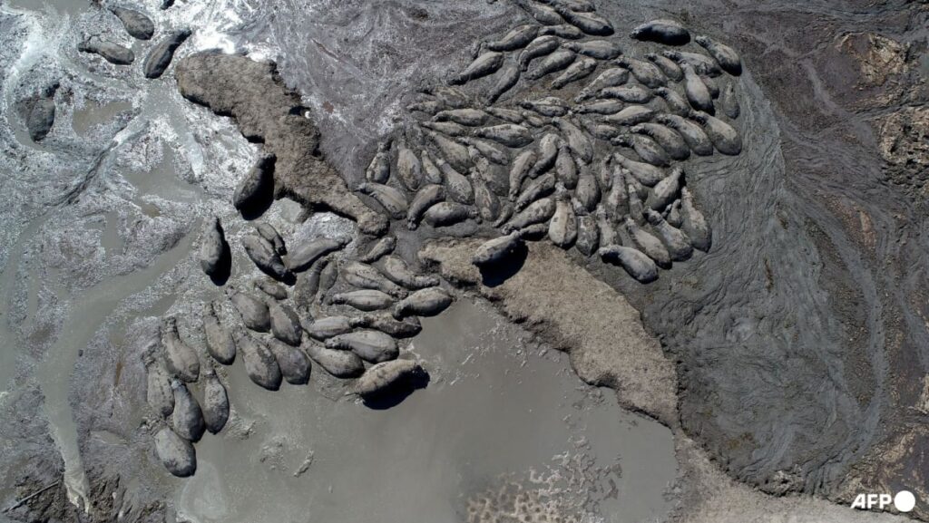 Herds of endangered hippos trapped in mud in drought-hit Botswana