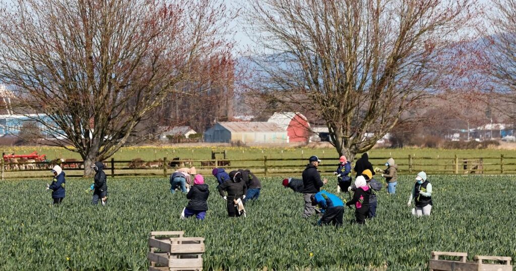 Setting the report straight on how WA growers battle farmworker scarcity