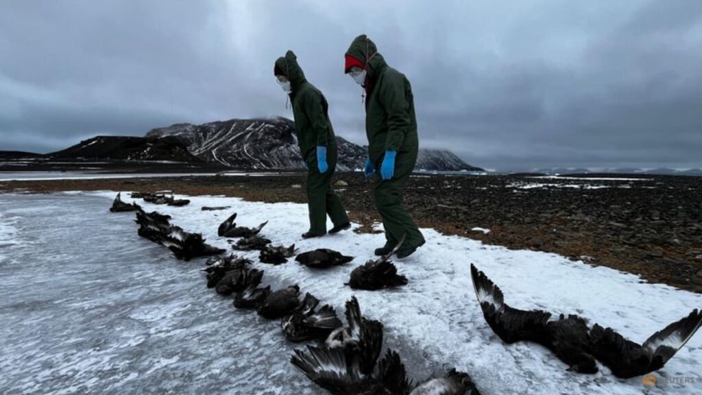 Human instances of chicken flu ‘an infinite concern’: WHO