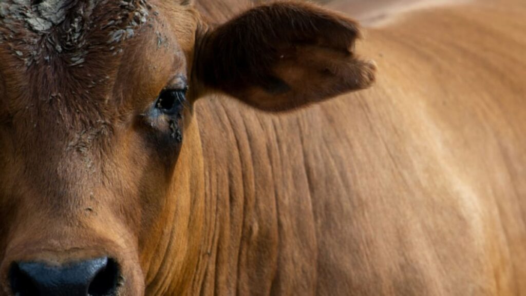 US says particular person contaminated with hen flu by dairy cattle US says particular person contaminated with hen flu by dairy cattle