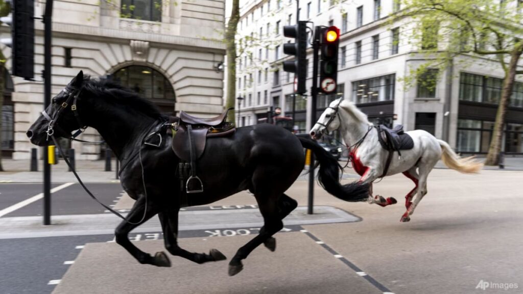Two runaway military horses in ‘severe situation’: UK minister